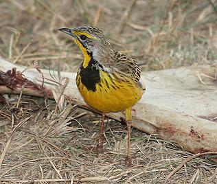 Gelbkehlpieper, Macronyx croceus, Yellow-Throated Longclaw